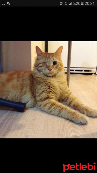 Tekir Kedi, Kedi  Badem fotoğrafı