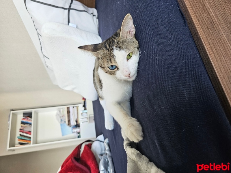 Tekir Kedi, Kedi  Mamut fotoğrafı