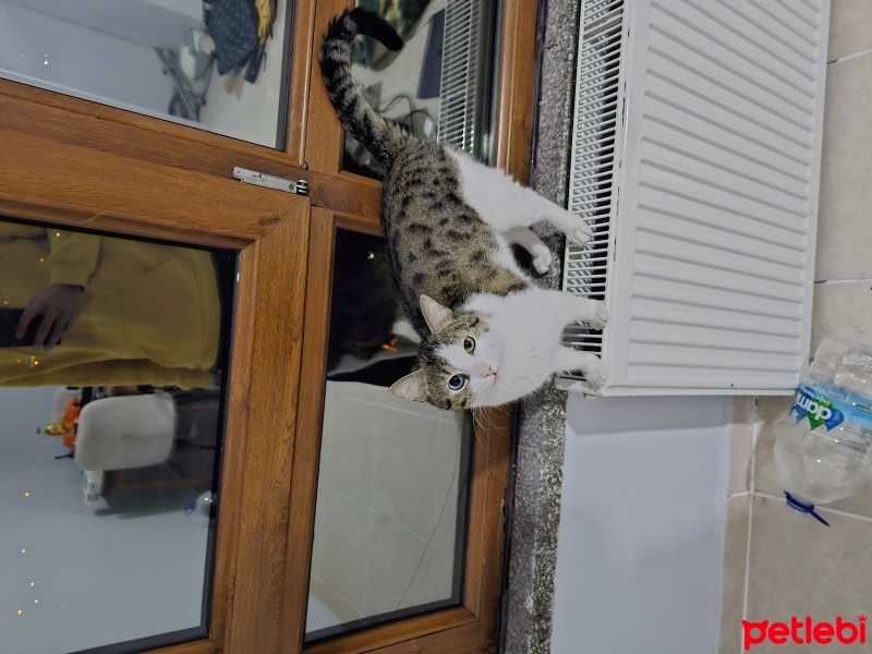 Tekir Kedi, Kedi  Mamut fotoğrafı