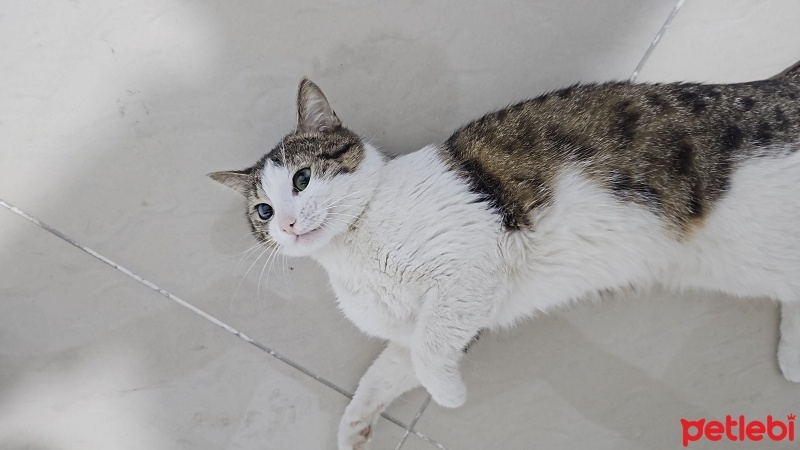 Tekir Kedi, Kedi  Mamut fotoğrafı
