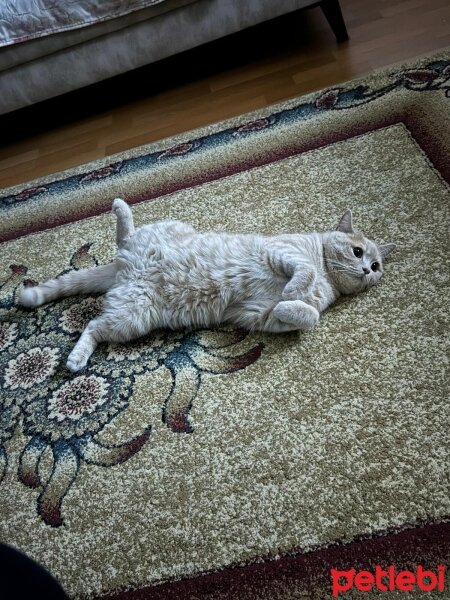 Scottish Fold, Kedi  GOLDEN SCHOTTİSH SHORTHAİR fotoğrafı