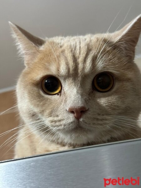 Scottish Fold, Kedi  GOLDEN SCHOTTİSH SHORTHAİR fotoğrafı