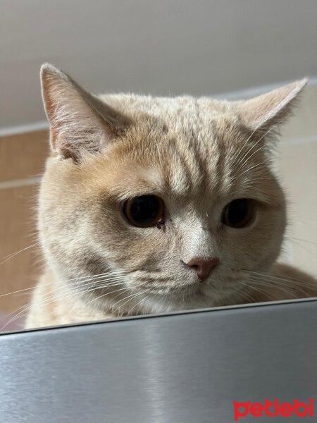 Scottish Fold, Kedi  GOLDEN SCHOTTİSH SHORTHAİR fotoğrafı