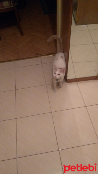 Tekir Kedi, Kedi  behzat fotoğrafı