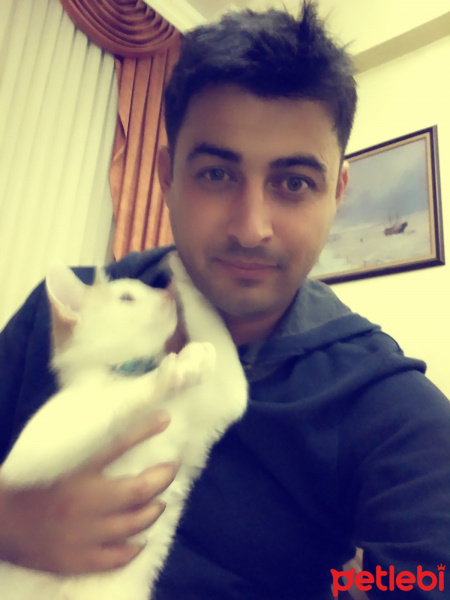 Tekir Kedi, Kedi  behzat fotoğrafı
