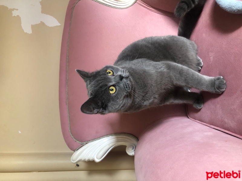 British Longhair, Kedi  Balgöz fotoğrafı
