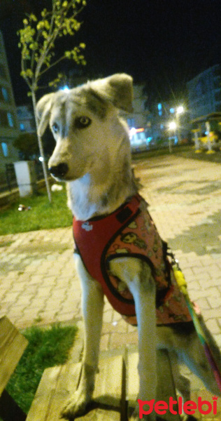 Sibirya Kurdu (Husky), Köpek  Mona fotoğrafı