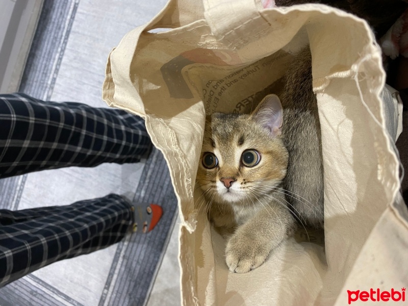 British Shorthair, Kedi  Oscar fotoğrafı