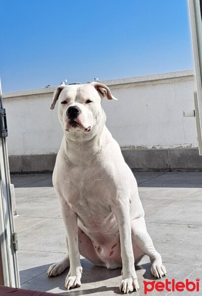 Dogo Arjantin, Köpek  Alvin fotoğrafı