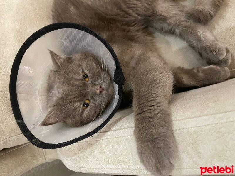 British Shorthair, Kedi  Minno fotoğrafı