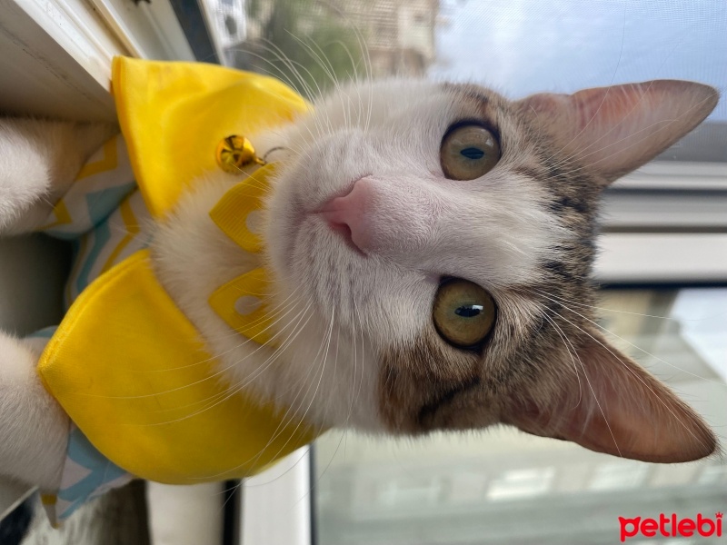 Tekir Kedi, Kedi  GOFİ fotoğrafı