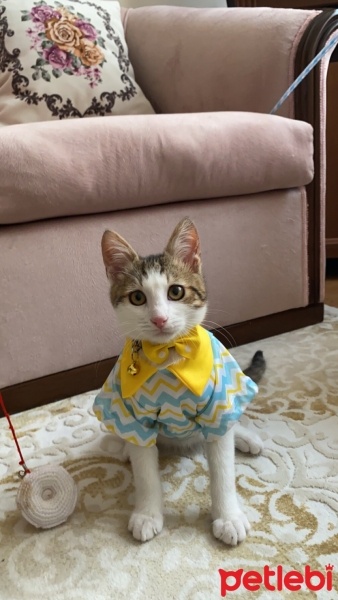 Tekir Kedi, Kedi  GOFİ fotoğrafı