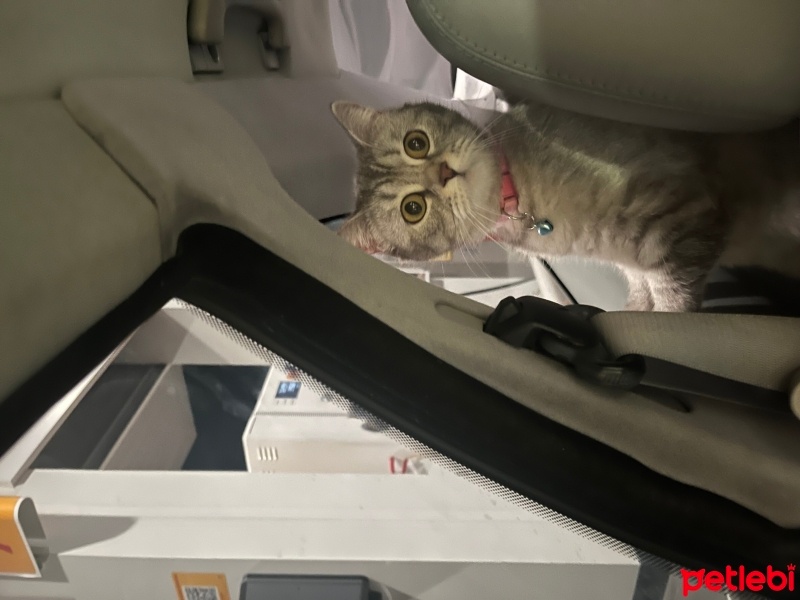 British Shorthair, Kedi  Lina fotoğrafı