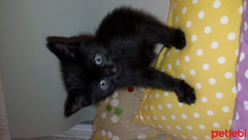 Tekir Kedi, Kedi  inci fotoğrafı