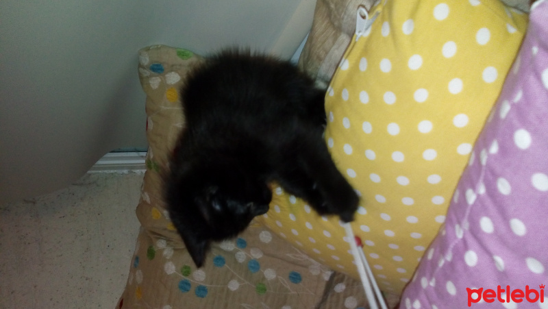 Tekir Kedi, Kedi  inci fotoğrafı
