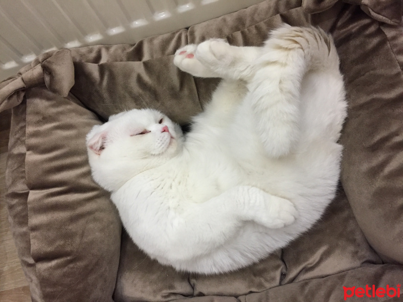 Scottish Fold, Kedi  Ponpon fotoğrafı