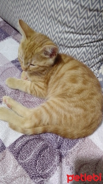 Sarman, Kedi  Karamel fotoğrafı