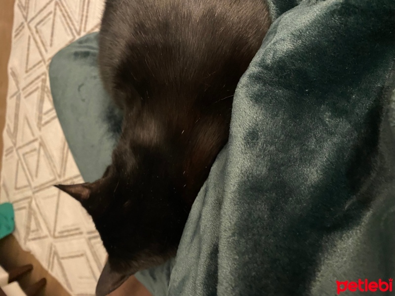 Bombay, Kedi  Gece fotoğrafı