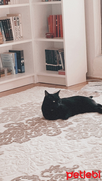 Bombay, Kedi  Gece fotoğrafı