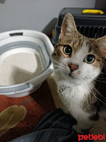 Tekir Kedi, Kedi  Casper fotoğrafı