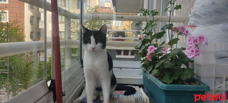 Tuxedo (Smokin) Kedi, Kedi  Kömbe fotoğrafı