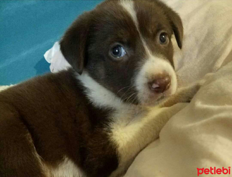 Labrador Retriever, Köpek  Daisy fotoğrafı