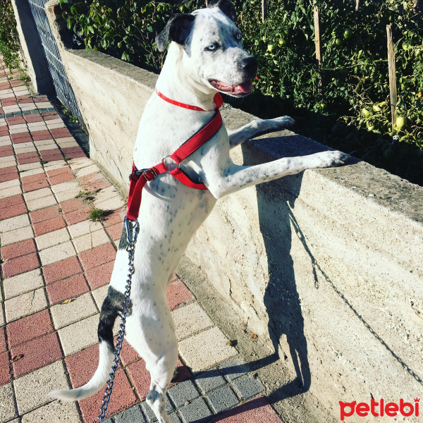 Dogo Arjantin, Köpek  İce fotoğrafı