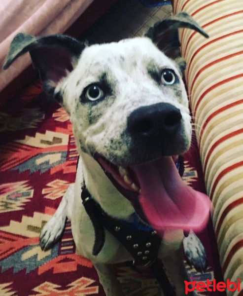 Dogo Arjantin, Köpek  İce fotoğrafı