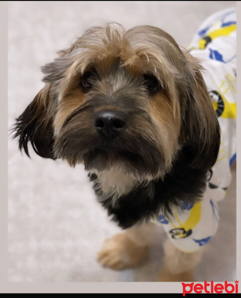 Yorkshire Terrier, Köpek  Kaju fotoğrafı