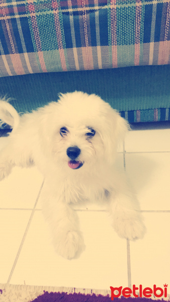 Maltese, Köpek  Tia fotoğrafı