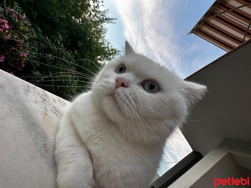 British Shorthair, Kedi  Paşa fotoğrafı