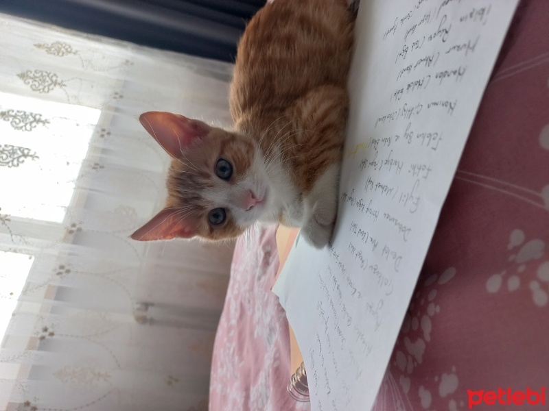Sarman, Kedi  Paşa fotoğrafı