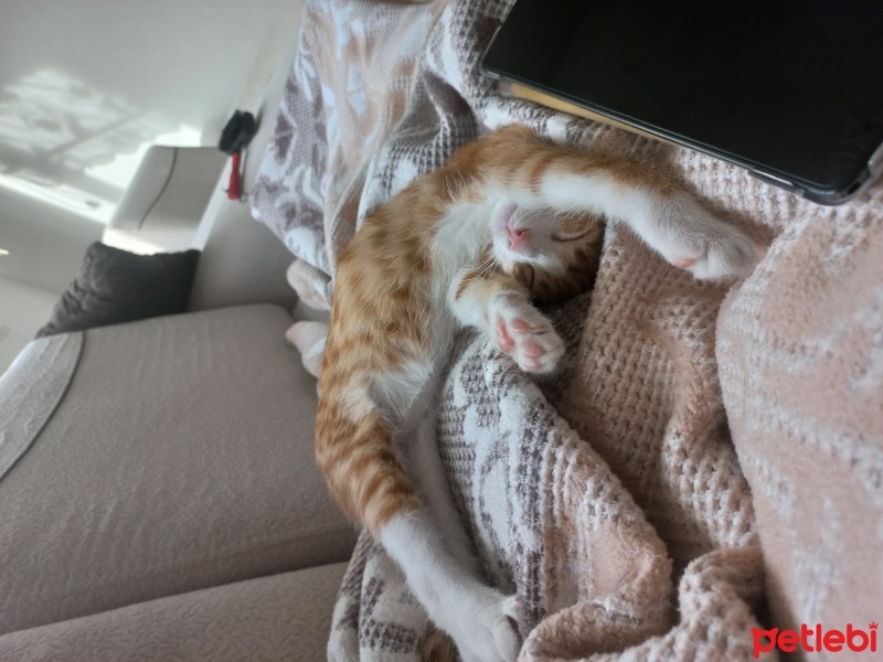 Sarman, Kedi  Paşa fotoğrafı