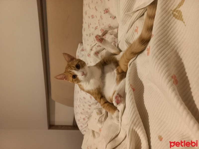 Sarman, Kedi  Paşa fotoğrafı