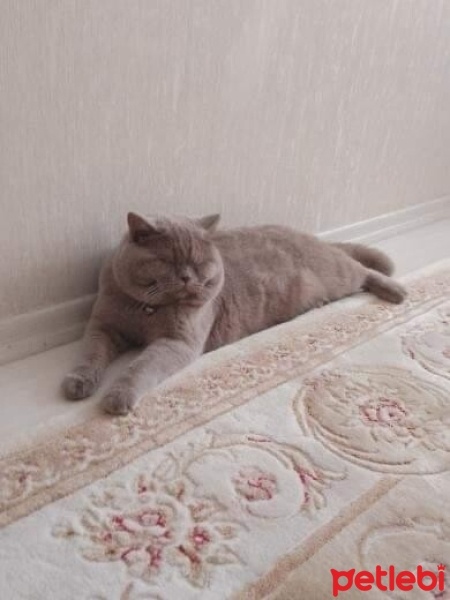 British Shorthair, Kedi  Sakar fotoğrafı