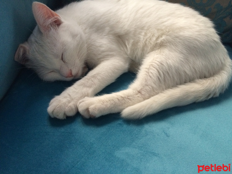 Ankara Kedisi, Kedi  Yabiş fotoğrafı