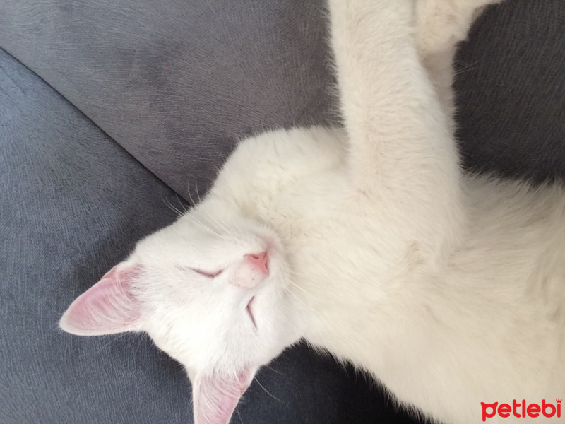 Ankara Kedisi, Kedi  Yabiş fotoğrafı