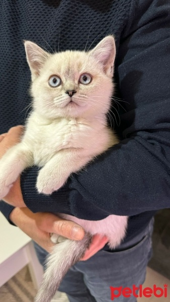 British Shorthair, Kedi  Casper fotoğrafı