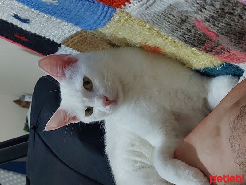 Ankara Kedisi, Kedi  Marshmellow fotoğrafı