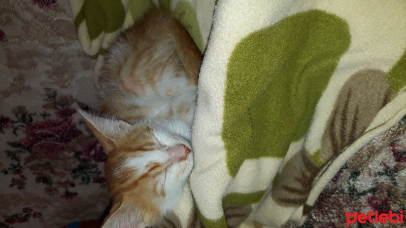 Tekir Kedi, Kedi  Mirmir fotoğrafı