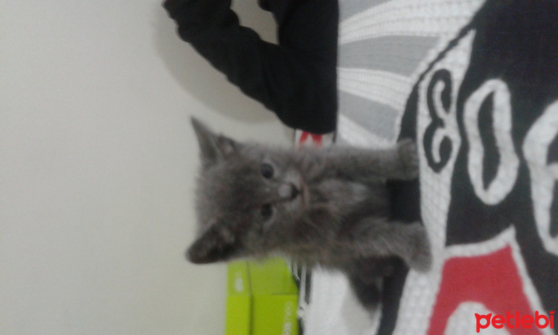 Scottish Fold, Kedi  pofi fotoğrafı