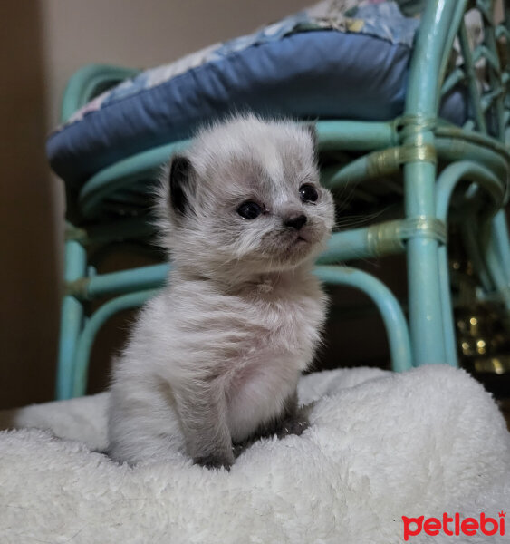 British Longhair, Kedi  Yuki fotoğrafı