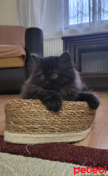 British Longhair, Kedi  Shiva fotoğrafı