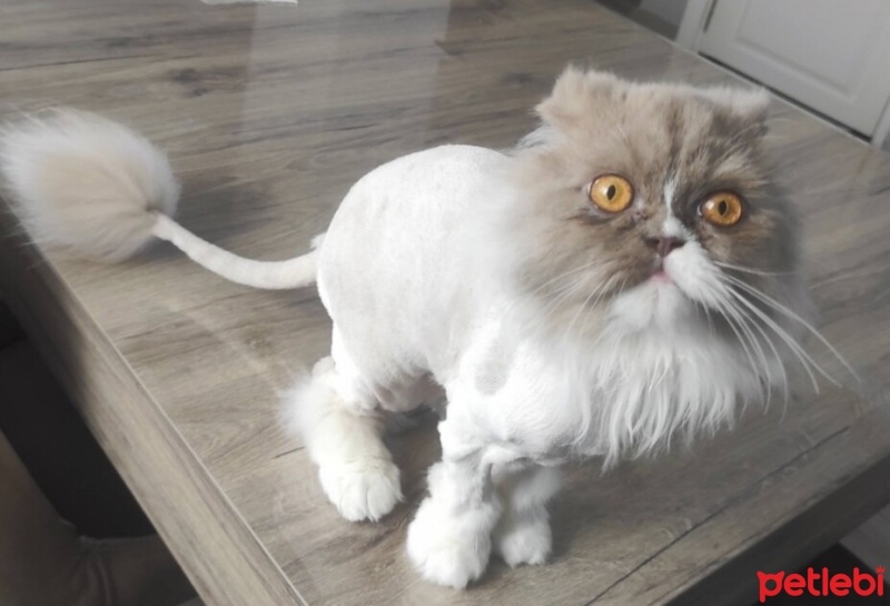 Chinchilla, Kedi  CASPER fotoğrafı