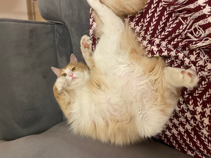 Ankara Kedisi, Kedi  Boyoz fotoğrafı