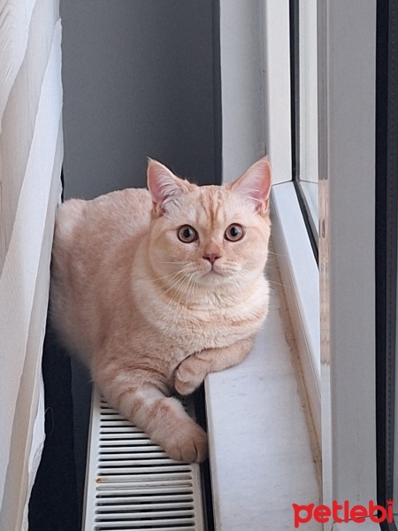British Shorthair, Kedi  Tarçın fotoğrafı