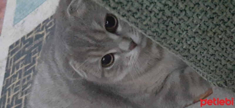 Scottish Fold, Kedi  Badem fotoğrafı