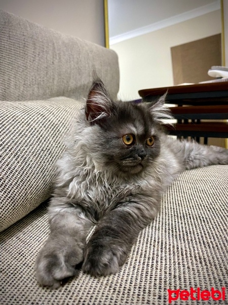 Selkirk Rex, Kedi  Floki fotoğrafı