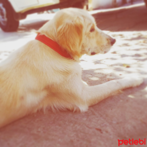 Golden Retriever, Köpek  DOBY fotoğrafı