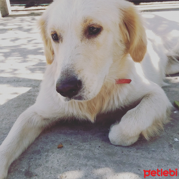 Golden Retriever, Köpek  DOBY fotoğrafı